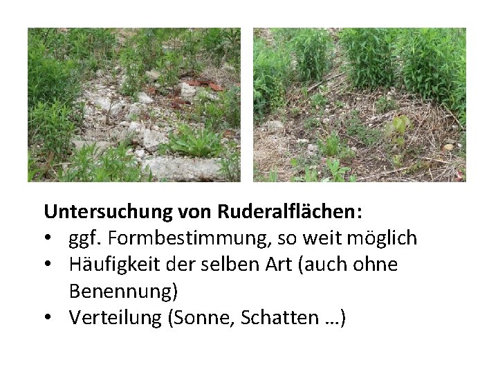 Untersuchung von Ruderalflächen: • ggf. Formbestimmung, so weit möglich • Häufigkeit der selben Art