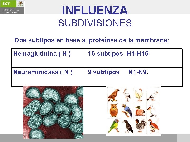 INFLUENZA SUBDIVISIONES Dos subtipos en base a proteínas de la membrana: Hemaglutinina ( H