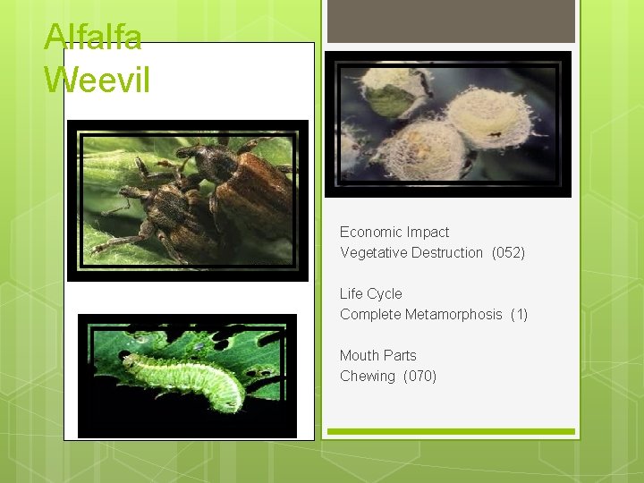 Alfalfa Weevil Economic Impact Vegetative Destruction (052) Life Cycle Complete Metamorphosis (1) Mouth Parts