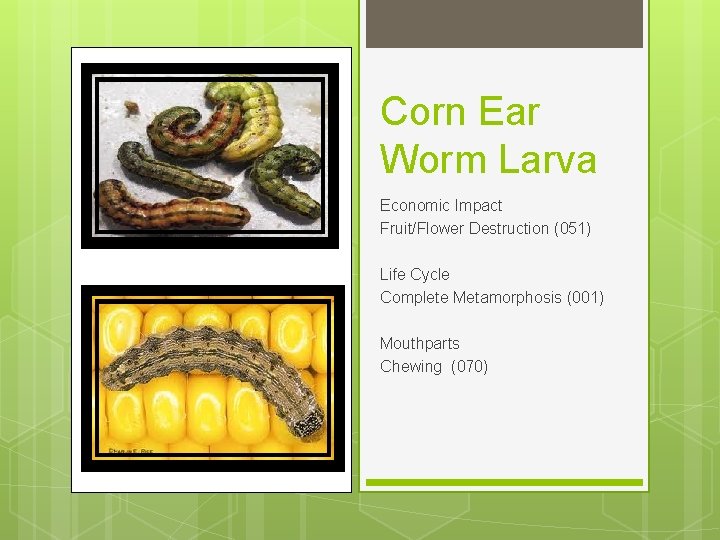 Corn Ear Worm Larva Economic Impact Fruit/Flower Destruction (051) Life Cycle Complete Metamorphosis (001)
