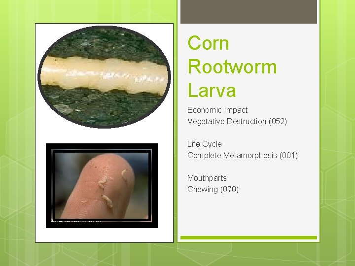Corn Rootworm Larva Economic Impact Vegetative Destruction (052) Life Cycle Complete Metamorphosis (001) Mouthparts