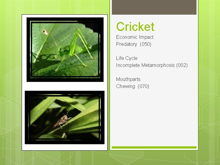 Cricket Economic Impact Predatory (050) Life Cycle Incomplete Metamorphosis (002) Mouthparts Chewing (070) 