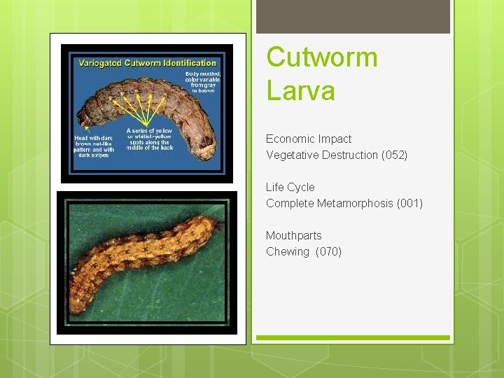 Cutworm Larva Economic Impact Vegetative Destruction (052) Life Cycle Complete Metamorphosis (001) Mouthparts Chewing