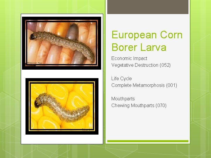 European Corn Borer Larva Economic Impact Vegetative Destruction (052) Life Cycle Complete Metamorphosis (001)