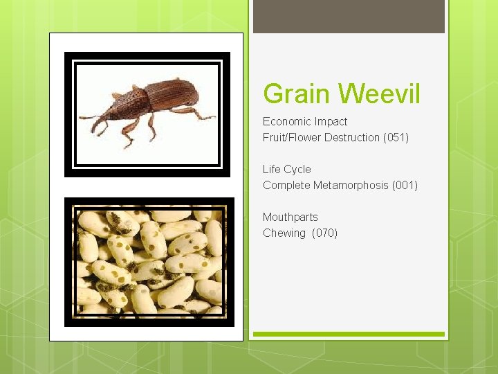 Grain Weevil Economic Impact Fruit/Flower Destruction (051) Life Cycle Complete Metamorphosis (001) Mouthparts Chewing