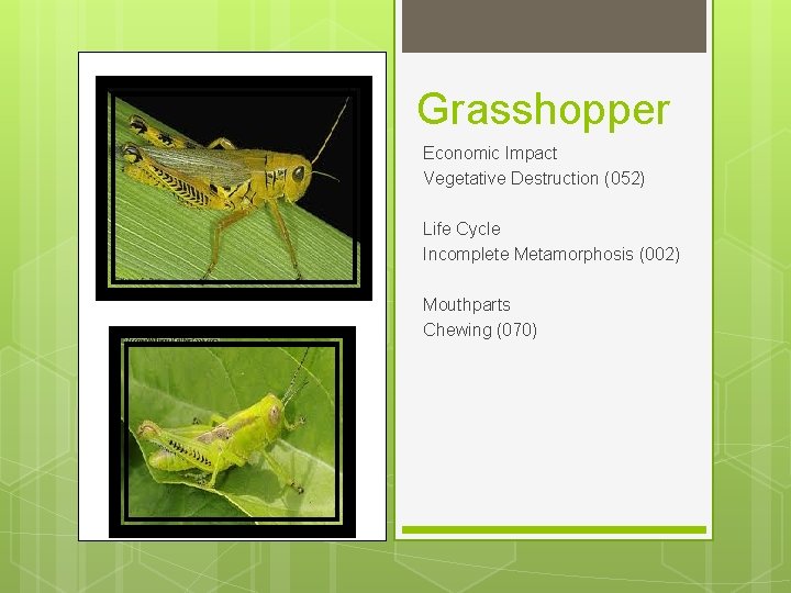 Grasshopper Economic Impact Vegetative Destruction (052) Life Cycle Incomplete Metamorphosis (002) Mouthparts Chewing (070)