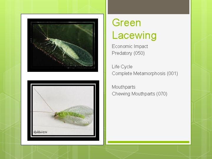 Green Lacewing Economic Impact Predatory (050) Life Cycle Complete Metamorphosis (001) Mouthparts Chewing Mouthparts