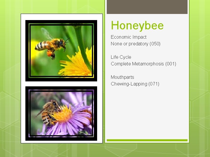 Honeybee Economic Impact None or predatory (050) Life Cycle Complete Metamorphosis (001) Mouthparts Chewing-Lapping