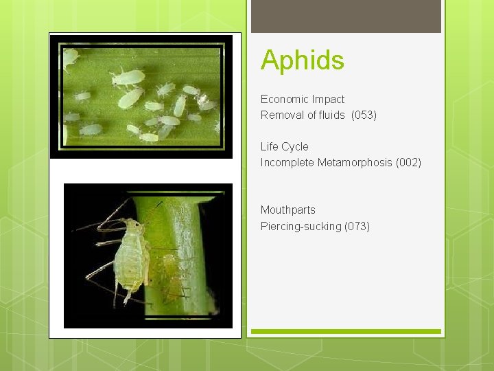 Aphids Economic Impact Removal of fluids (053) Life Cycle Incomplete Metamorphosis (002) Mouthparts Piercing-sucking
