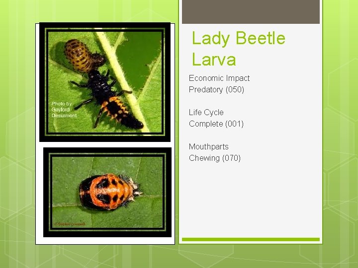 Lady Beetle Larva Economic Impact Predatory (050) Life Cycle Complete (001) Mouthparts Chewing (070)