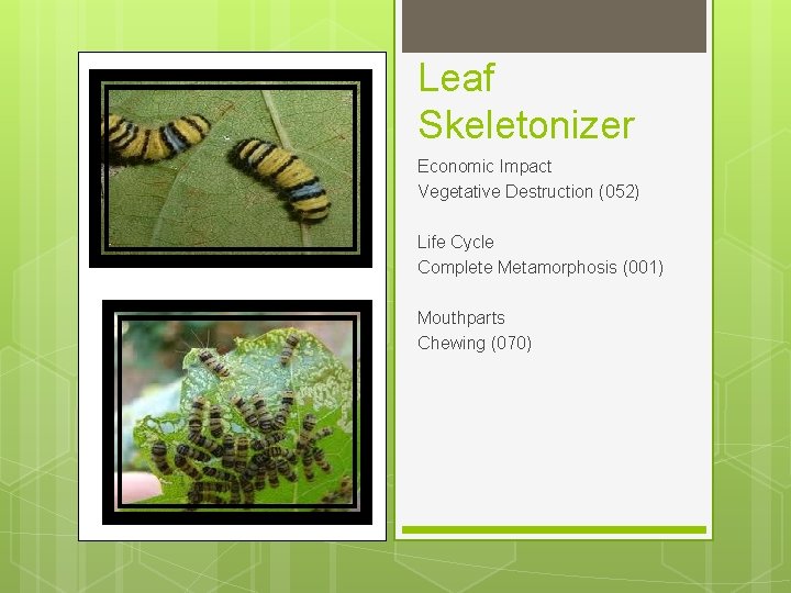 Leaf Skeletonizer Economic Impact Vegetative Destruction (052) Life Cycle Complete Metamorphosis (001) Mouthparts Chewing