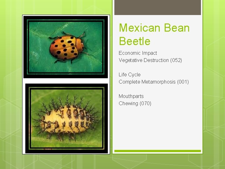Mexican Beetle Economic Impact Vegetative Destruction (052) Life Cycle Complete Metamorphosis (001) Mouthparts Chewing