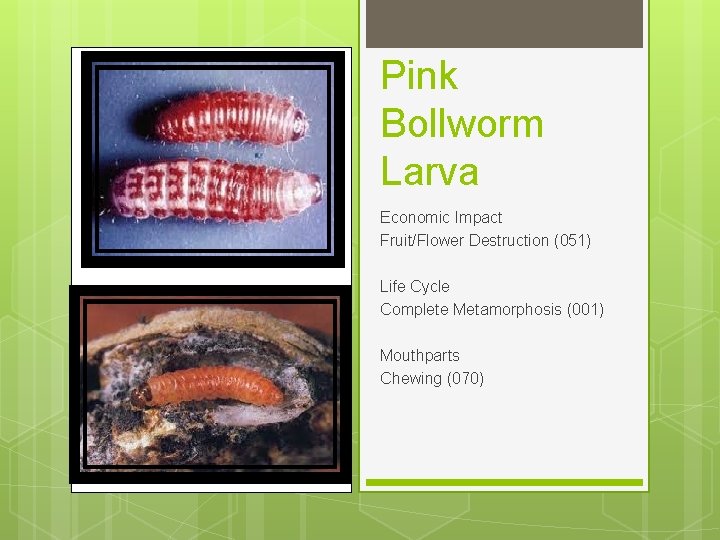 Pink Bollworm Larva Economic Impact Fruit/Flower Destruction (051) Life Cycle Complete Metamorphosis (001) Mouthparts