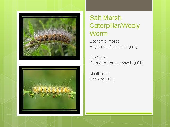 Salt Marsh Caterpillar/Wooly Worm Economic Impact Vegetative Destruction (052) Life Cycle Complete Metamorphosis (001)