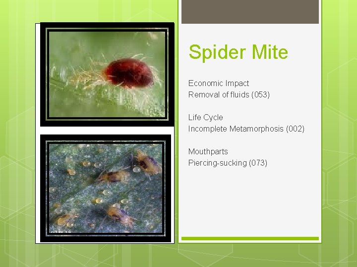 Spider Mite Economic Impact Removal of fluids (053) Life Cycle Incomplete Metamorphosis (002) Mouthparts