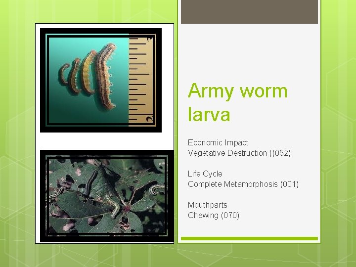 Army worm larva Economic Impact Vegetative Destruction ((052) Life Cycle Complete Metamorphosis (001) Mouthparts