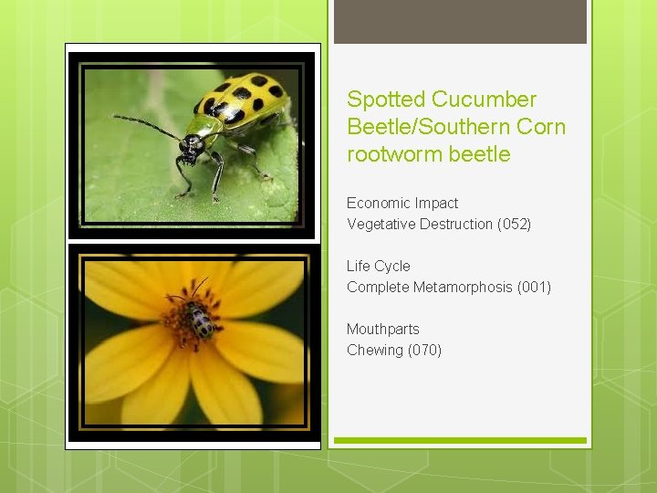 Spotted Cucumber Beetle/Southern Corn rootworm beetle Economic Impact Vegetative Destruction (052) Life Cycle Complete
