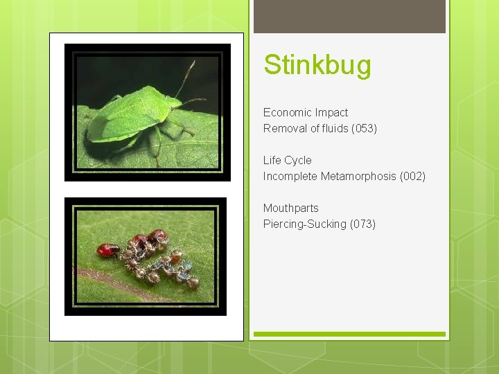 Stinkbug Economic Impact Removal of fluids (053) Life Cycle Incomplete Metamorphosis (002) Mouthparts Piercing-Sucking