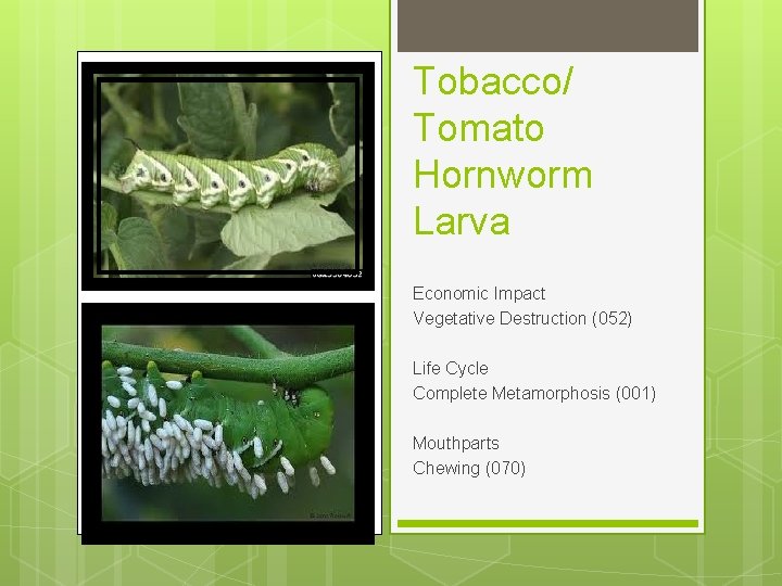 Tobacco/ Tomato Hornworm Larva Economic Impact Vegetative Destruction (052) Life Cycle Complete Metamorphosis (001)