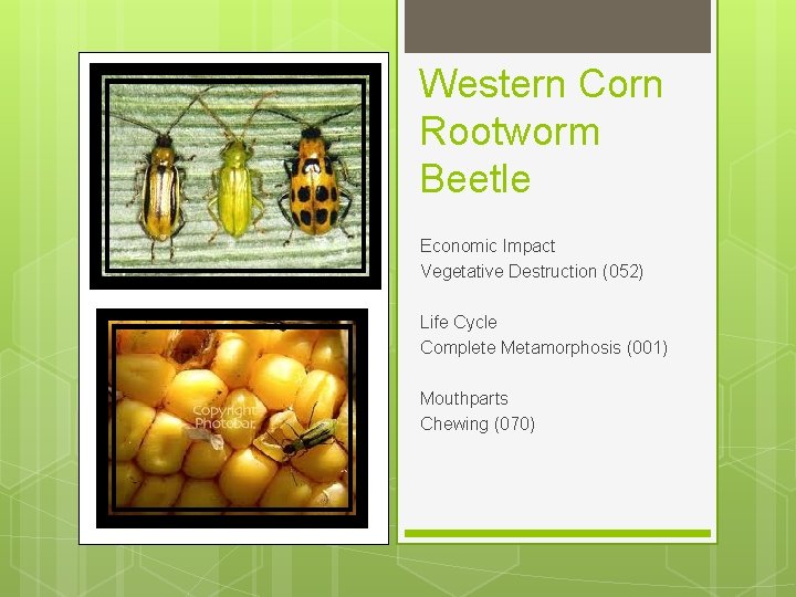 Western Corn Rootworm Beetle Economic Impact Vegetative Destruction (052) Life Cycle Complete Metamorphosis (001)