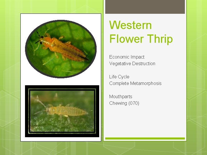 Western Flower Thrip Economic Impact Vegetative Destruction Life Cycle Complete Metamorphosis Mouthparts Chewing (070)