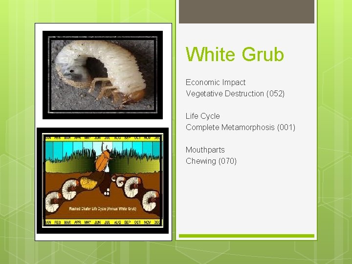White Grub Economic Impact Vegetative Destruction (052) Life Cycle Complete Metamorphosis (001) Mouthparts Chewing