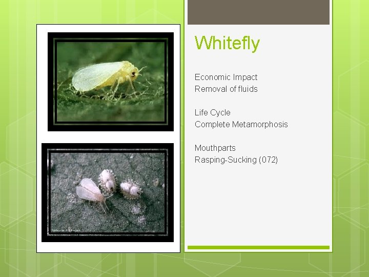 Whitefly Economic Impact Removal of fluids Life Cycle Complete Metamorphosis Mouthparts Rasping-Sucking (072) 
