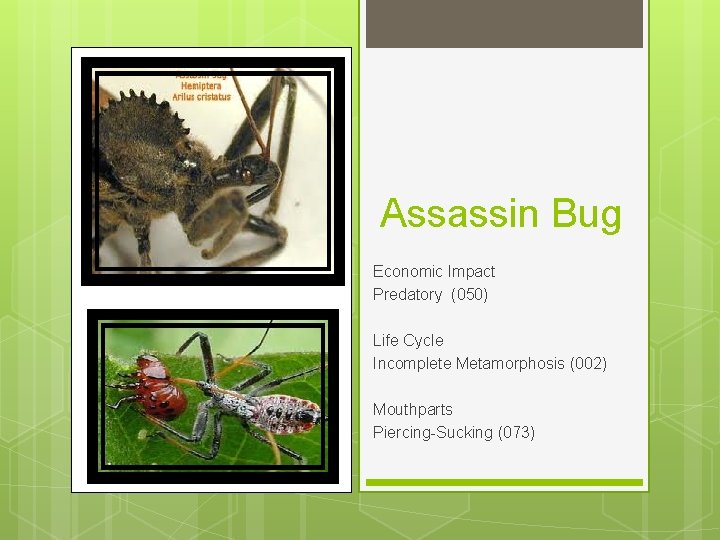 Assassin Bug Economic Impact Predatory (050) Life Cycle Incomplete Metamorphosis (002) Mouthparts Piercing-Sucking (073)