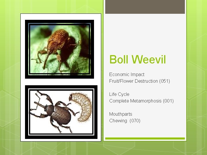 Boll Weevil Economic Impact Fruit/Flower Destruction (051) Life Cycle Complete Metamorphosis (001) Mouthparts Chewing