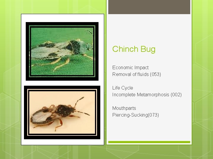 Chinch Bug Economic Impact Removal of fluids (053) Life Cycle Incomplete Metamorphosis (002) Mouthparts