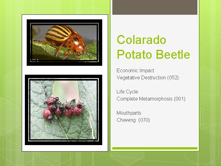 Colarado Potato Beetle Economic Impact Vegetative Destruction (052) Life Cycle Complete Metamorphosis (001) Mouthparts