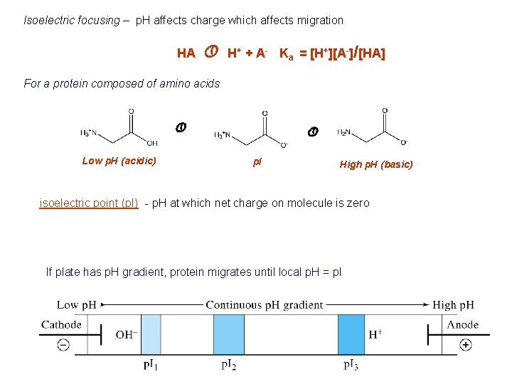 Isoelectric focusing – p. H affects charge which affects migration HA » H+ +