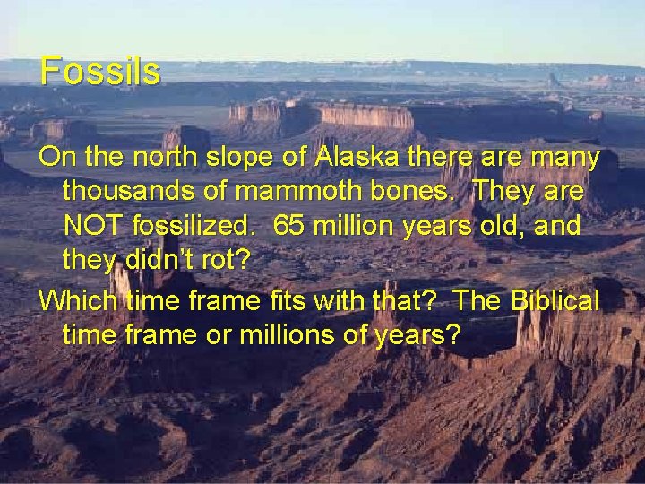 Fossils On the north slope of Alaska there are many thousands of mammoth bones. Fossils On the north slope of Alaska there are many thousands of mammoth bones.