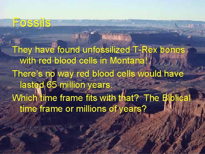 Fossils They have found unfossilized T-Rex bones with red blood cells in Montana! There’s Fossils They have found unfossilized T-Rex bones with red blood cells in Montana! There’s