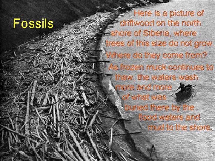 Fossils Here is a picture of driftwood on the north shore of Siberia, where Fossils Here is a picture of driftwood on the north shore of Siberia, where