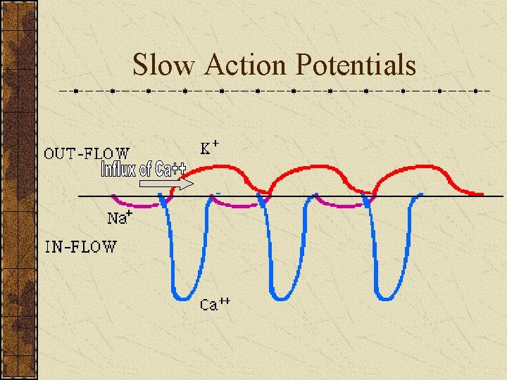 Slow Action Potentials 