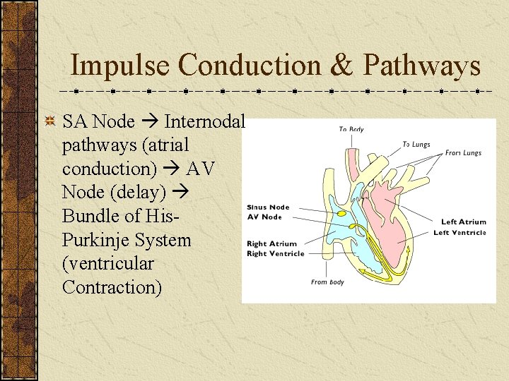 Impulse Conduction & Pathways SA Node Internodal pathways (atrial conduction) AV Node (delay) Bundle