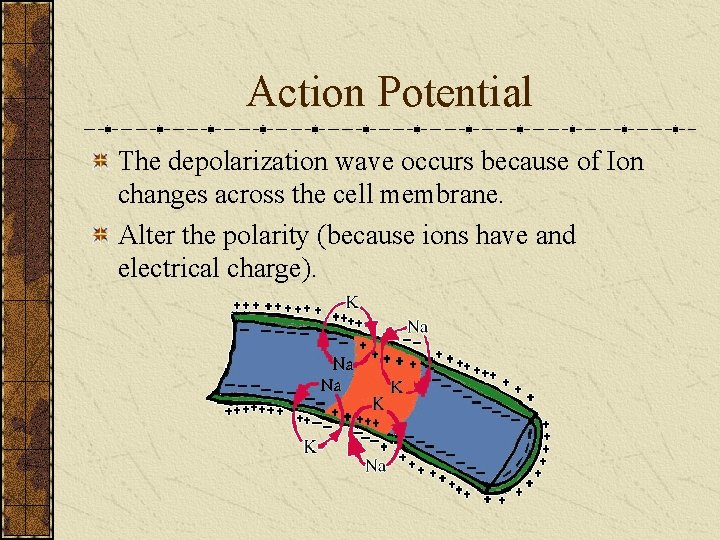 Action Potential The depolarization wave occurs because of Ion changes across the cell membrane.