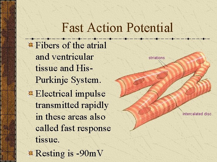 Fast Action Potential Fibers of the atrial and ventricular tissue and His. Purkinje System.