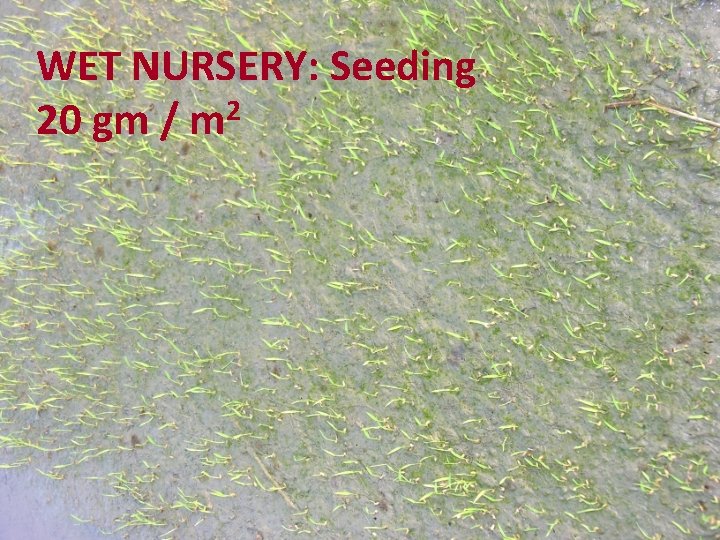 WET NURSERY: Seeding 20 gm / m 2 