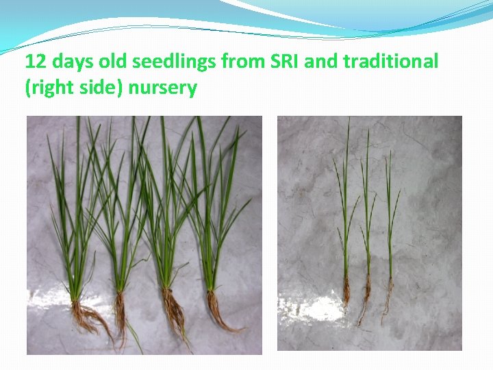 12 days old seedlings from SRI and traditional (right side) nursery 