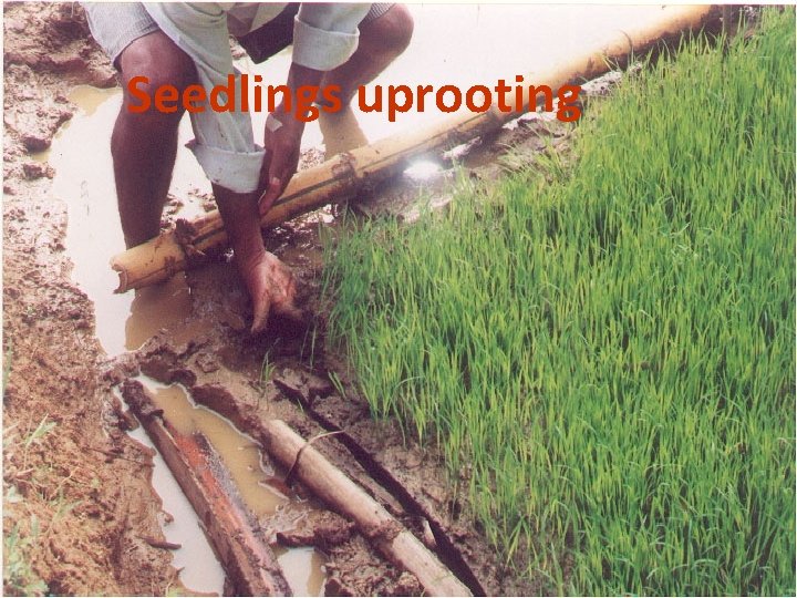 Seedlings uprooting 