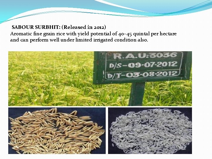 SABOUR SURBHIT: (Released in 2012) Aromatic fine grain rice with yield potential of 40–