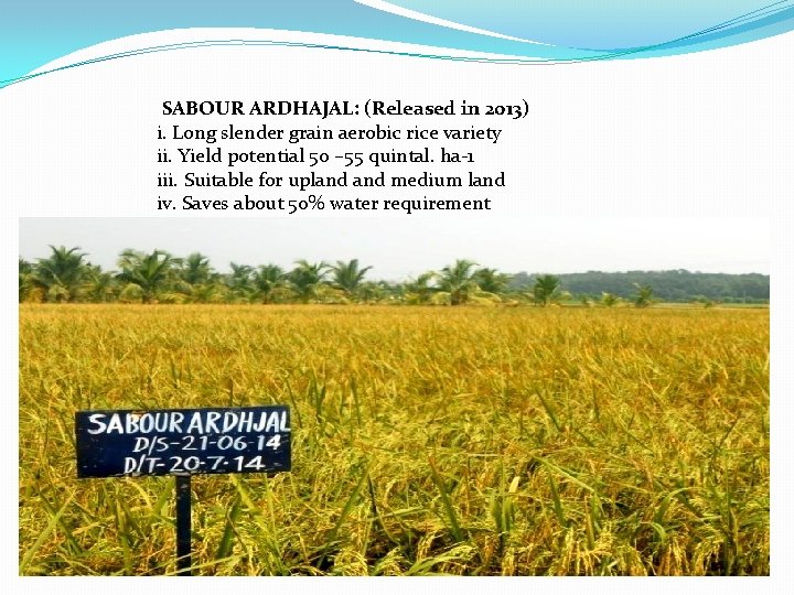 SABOUR ARDHAJAL: (Released in 2013) i. Long slender grain aerobic rice variety ii. Yield