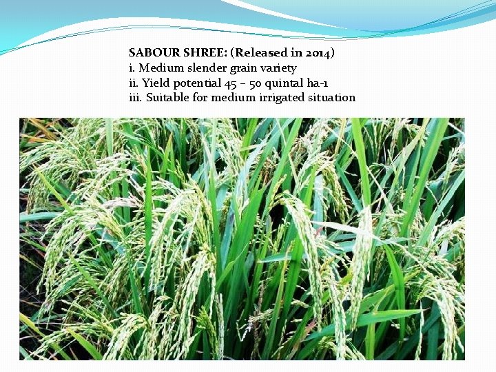 SABOUR SHREE: (Released in 2014) i. Medium slender grain variety ii. Yield potential 45