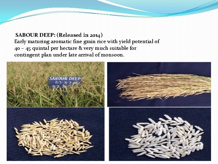 SABOUR DEEP: (Released in 2014) Early maturing aromatic fine grain rice with yield potential