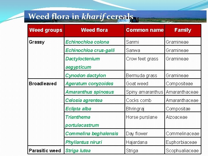 Weed flora in kharif cereals Weed groups Grassy Weed flora Common name Family Echinochloa