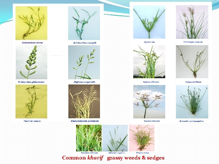 Common kharif grassy weeds & sedges 