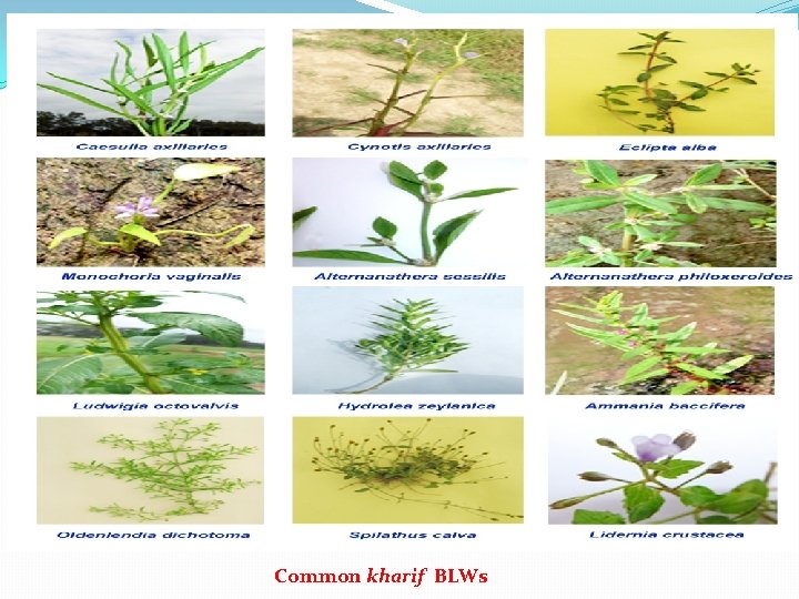 Common kharif BLWs 