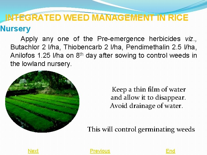 INTEGRATED WEED MANAGEMENT IN RICE Nursery Apply any one of the Pre-emergence herbicides viz.